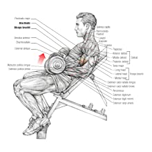 Incline Dumbbell Curls