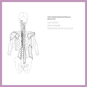 black and white outlined drawing of human torso skeleton viewed from behind