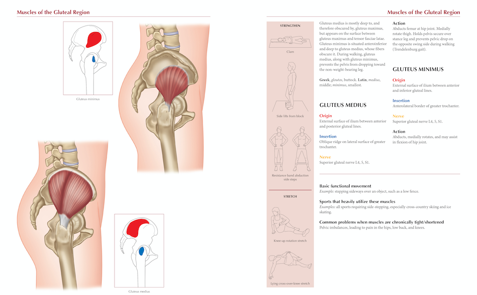 concise book of muscles