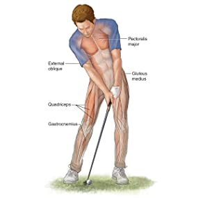 Golf Anatomy, Muscles used during the downswing